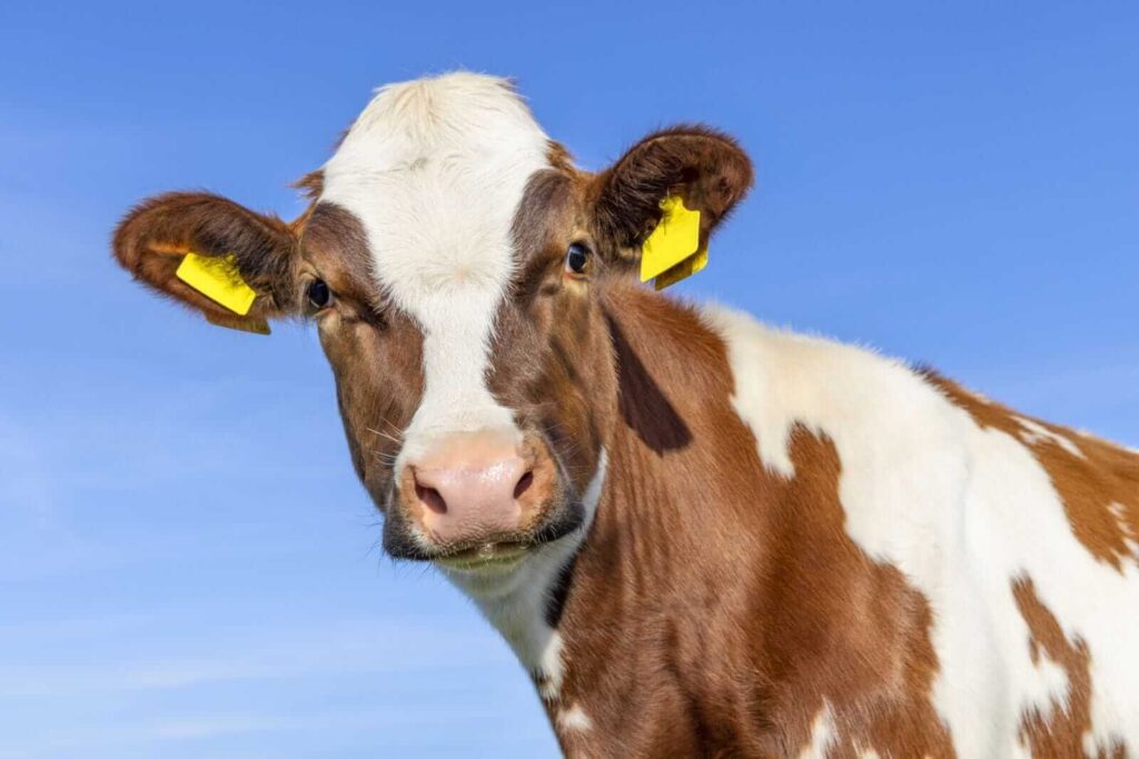 Cattle Fade Back Lower on Turnaround Tuesday Cattle Fade Back Lower on Turnaround Tuesday