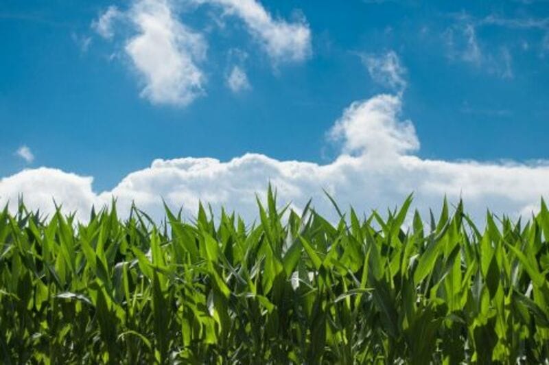 Corn Falling Early on Thursday Corn Falling Early on Thursday